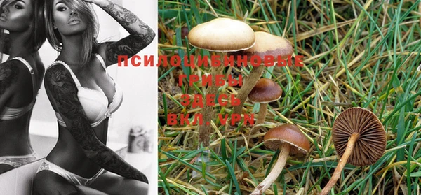 PSILOCYBIN Вяземский